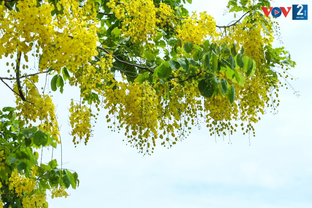 Mỗi bông hoa muồng hoàng yến có 5 cánh, mềm, mỏng rất đỗi dịu dàng. Hoa thường nở thành từng chùm lớn, rủ xuống dài khoảng 20 - 40 cm.
