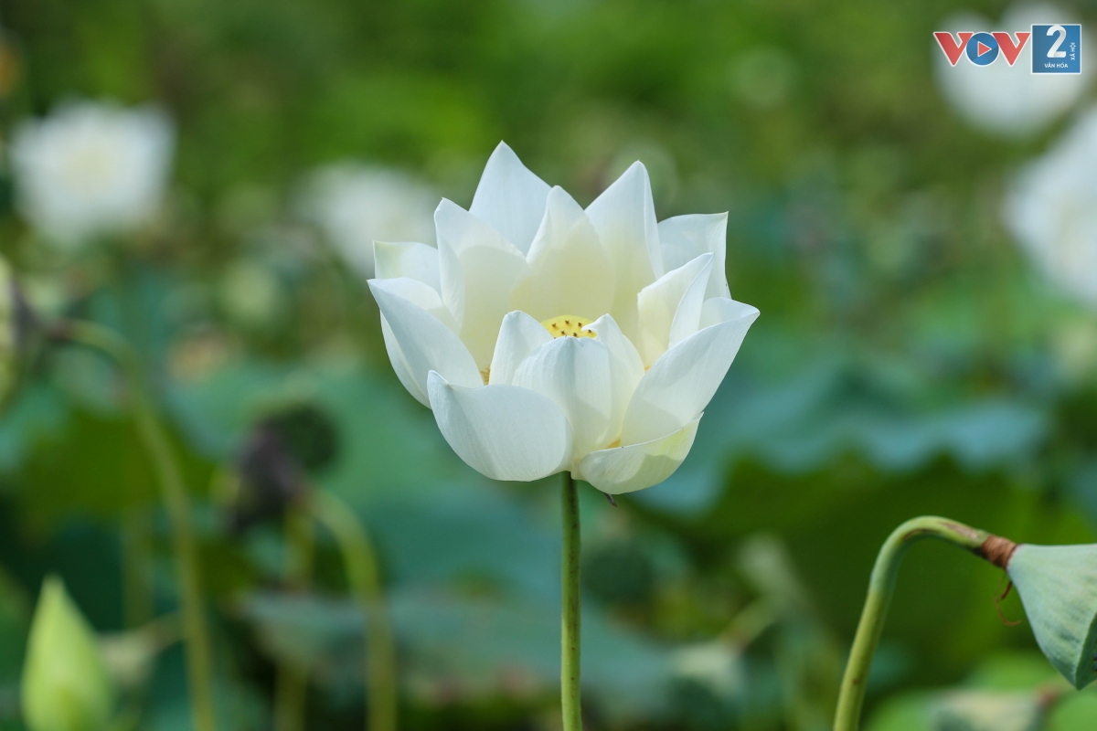 Sen trắng ở đây có cánh đơn, nhuỵ vàng, khi nở màu trắng tinh khôi nổi bật giữa màu xanh lá tạo lên một cảnh sắc tươi đẹp giữa miền quê thanh bình.