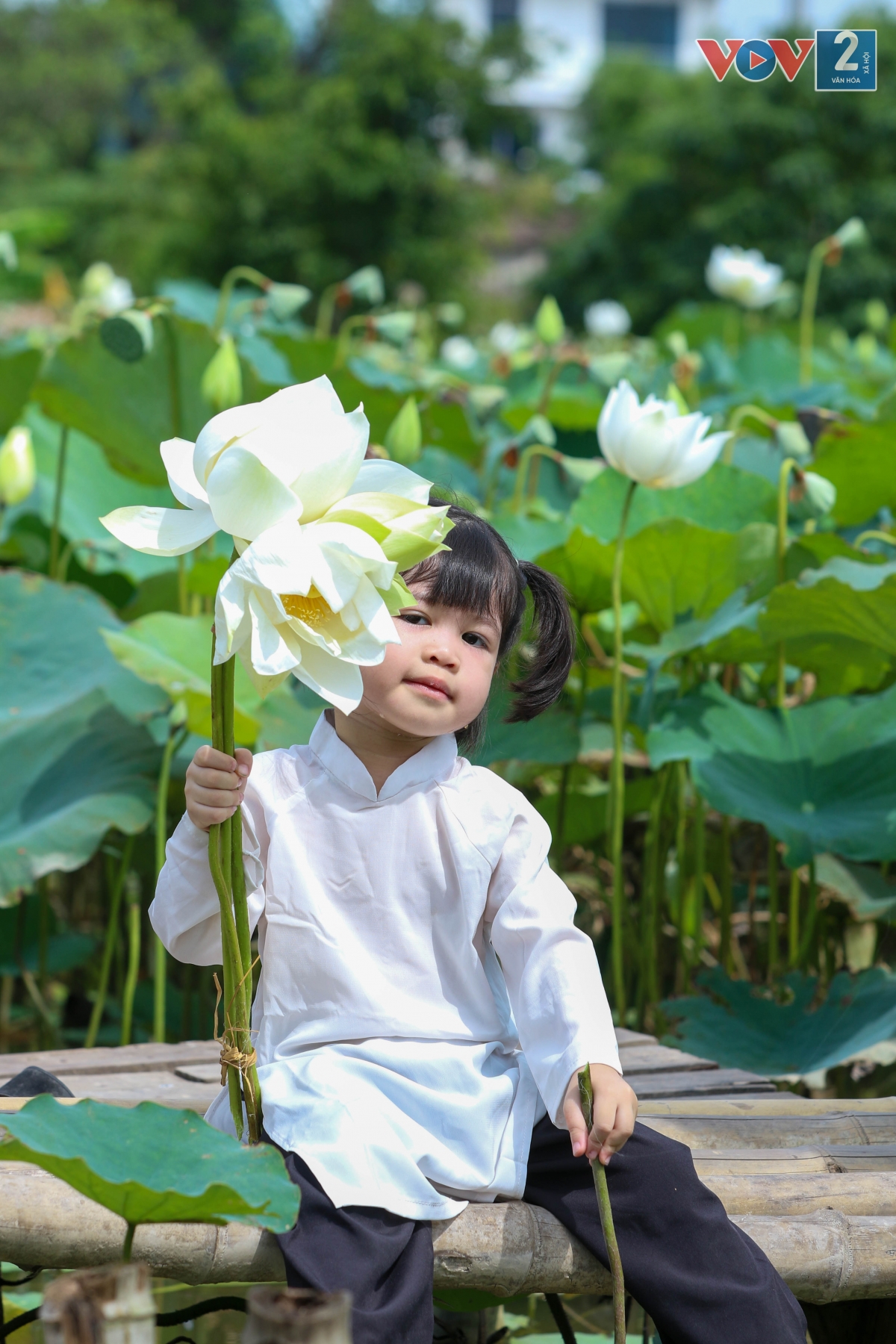 Các em nhỏ cũng được bố mẹ đưa đến đầm sen trong ngày cuối tuần.