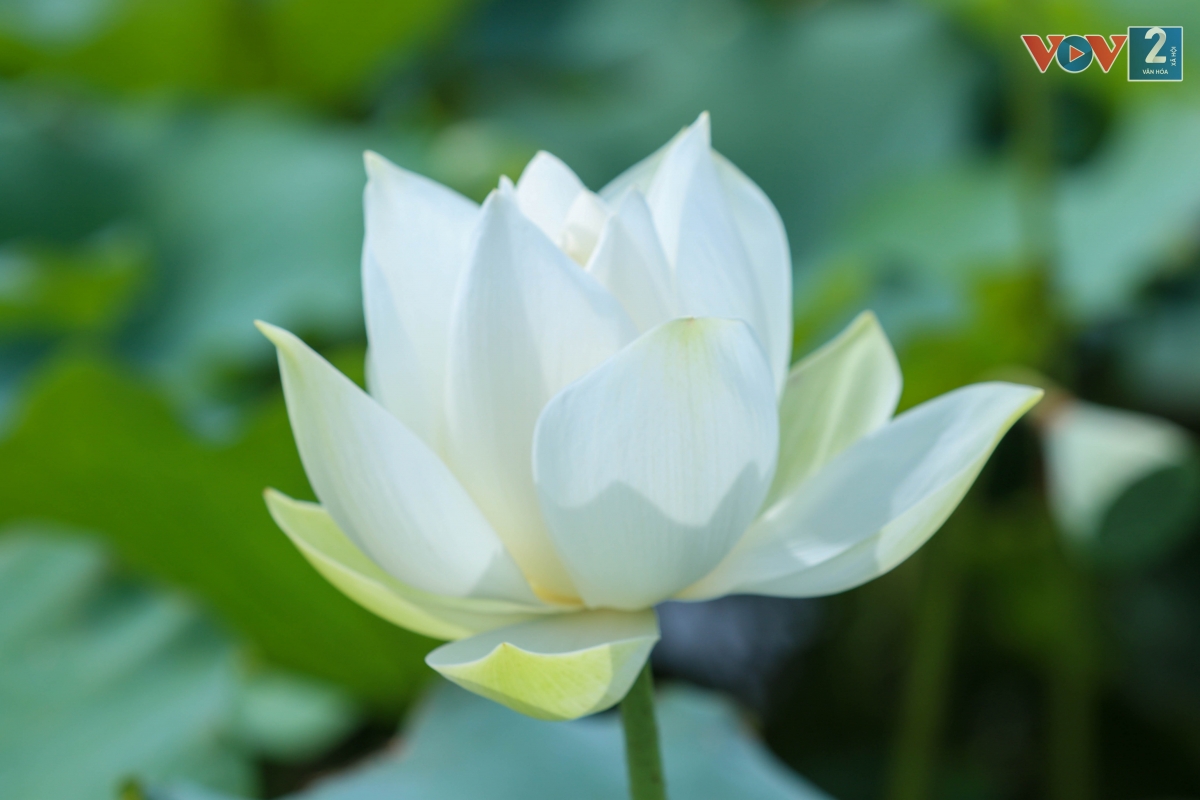 Những cánh sen trắng muốt vươn lên trong bùn đất khiến nhiều người mê đắm.