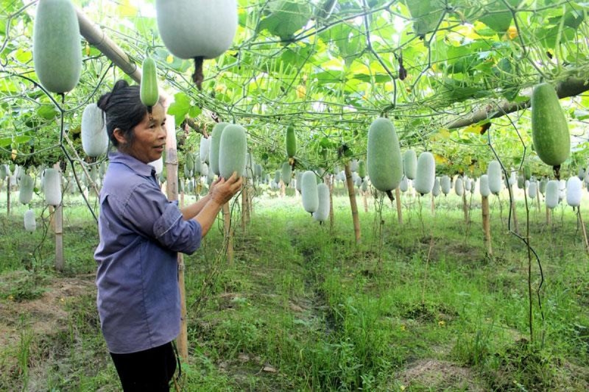 Những vườn bí xanh thơm trĩu quả