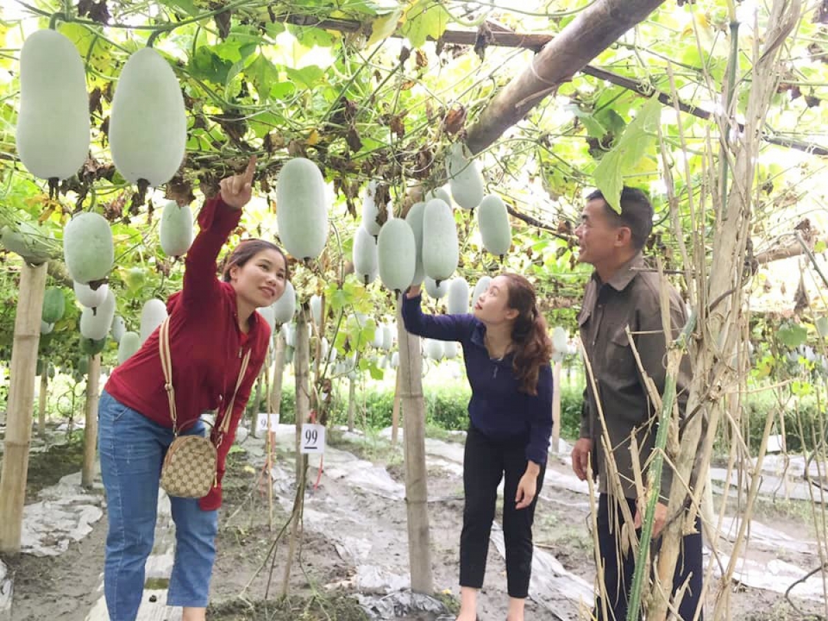 Du khách thích thú khi tham quan, trải nghiệm trong vườn bí xanh thơm
