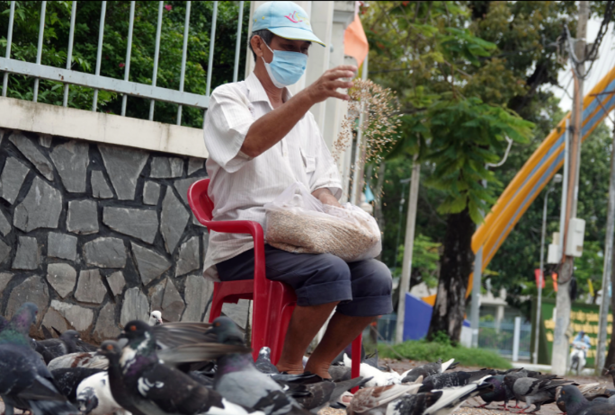 Hơn 10 năm qua, ông Chương bỏ tiền túi ra mua lúa, gạo nuôi đàn chim trời.