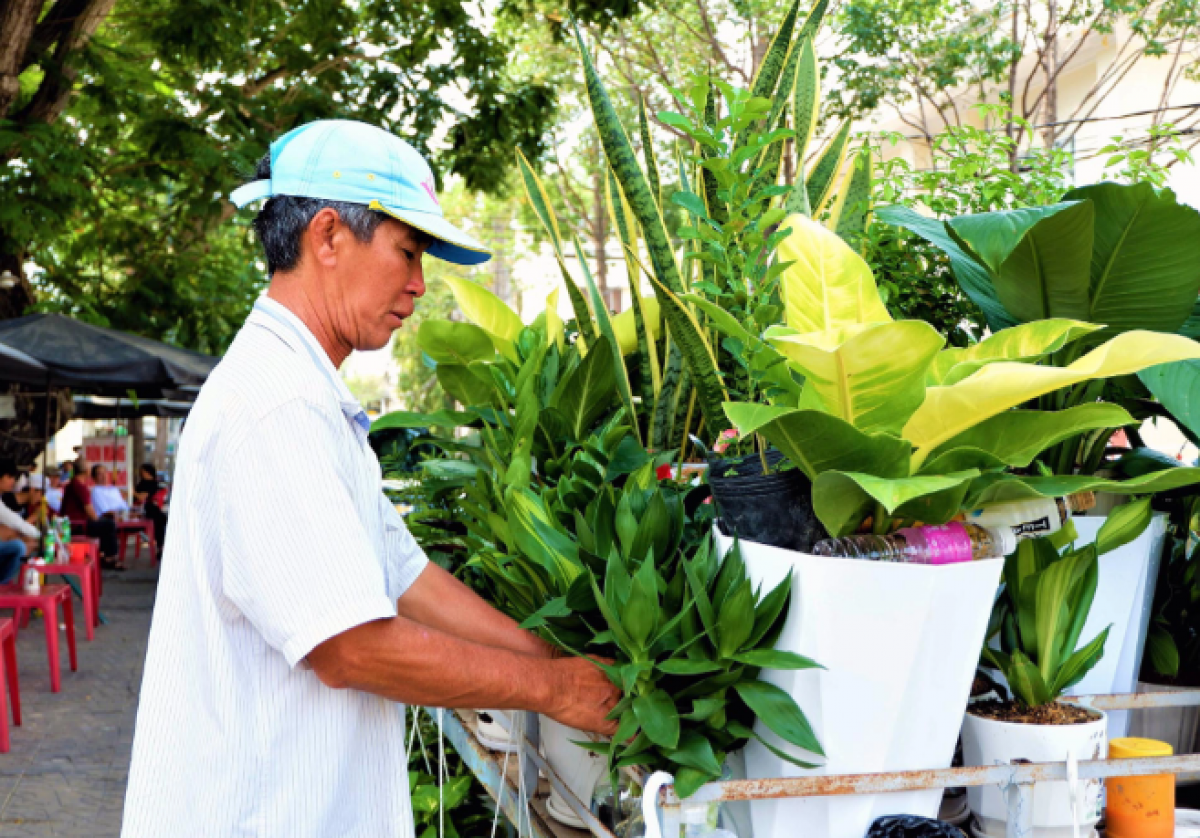 Ông Chương bán cây cảnh dạo để lấy tiền mua lúa, gạo nuôi đàn chim.
