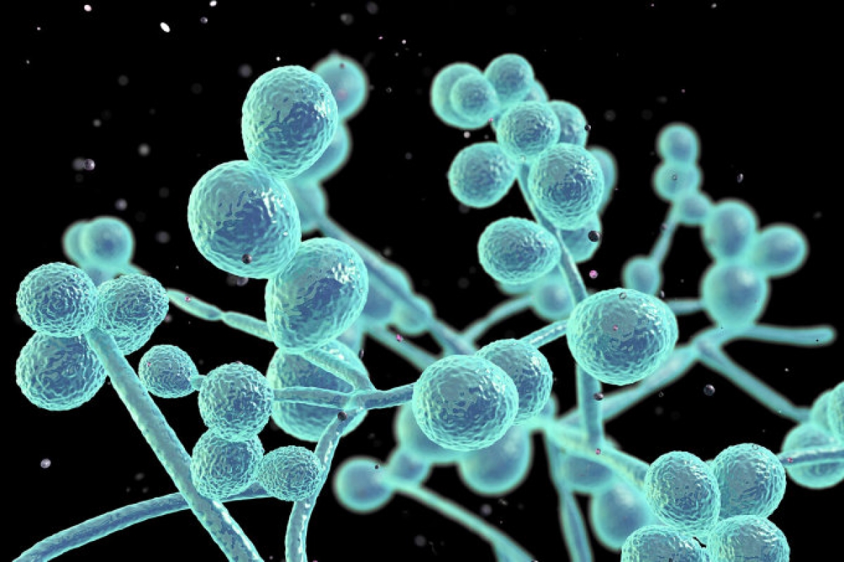 Nấm candida dưới kính hiển vi điện tử. Ảnh: Dr Microbe
