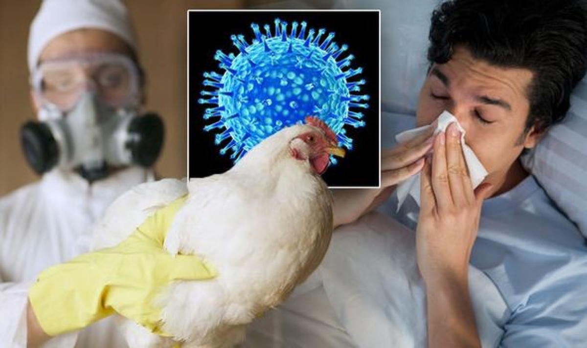 Nguy cơ lây nhiễm cúm gia cầm sang người luôn tiềm ẩn