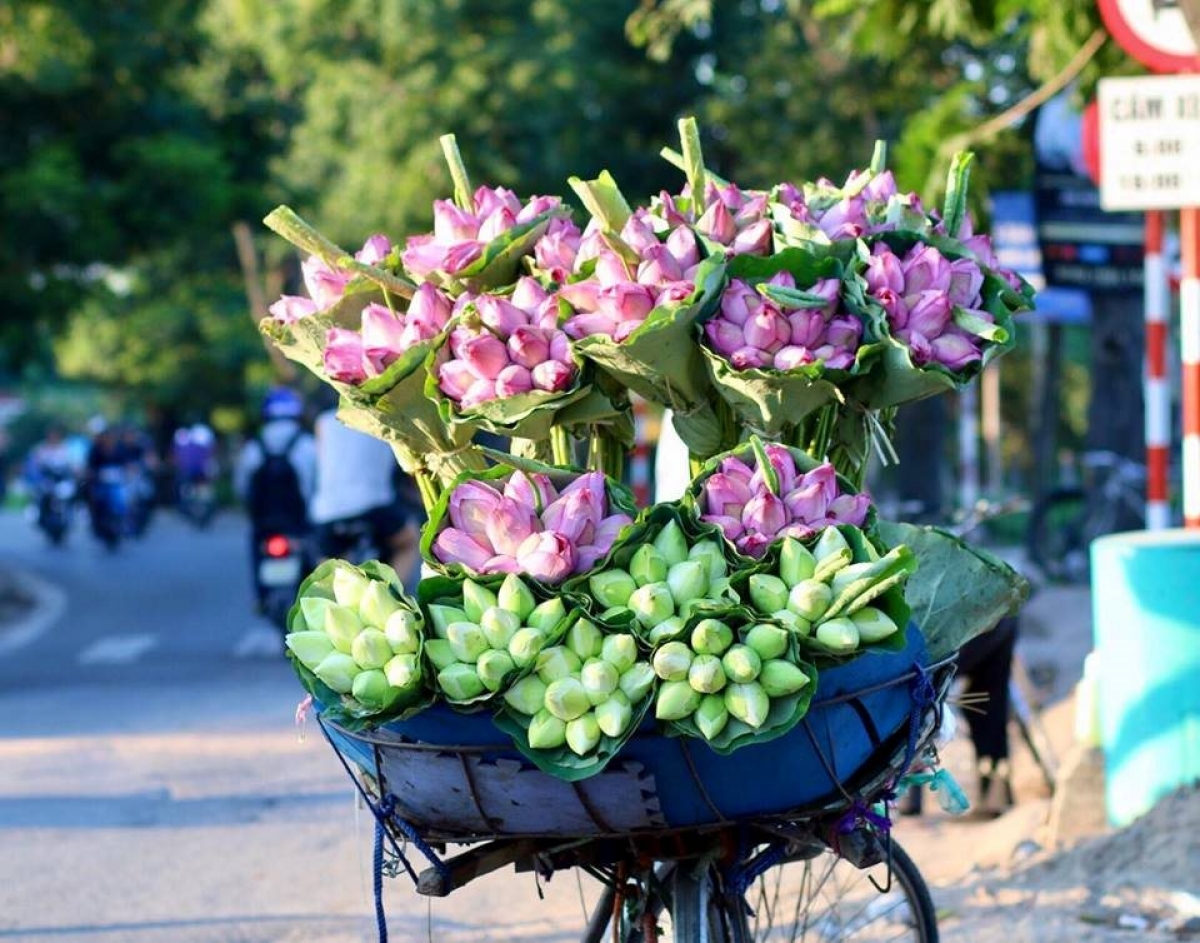 Hoa sen khoe sắc trên phố