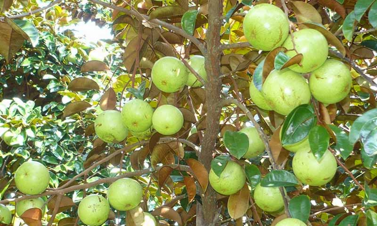 Vú sữa Phong Điền - Đặc sản Cần Thơ