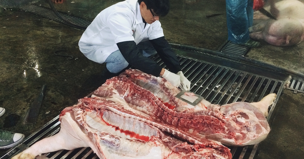 Quá trình giết mổ động vật không vệ sinh, an toàn cũng sản sinh ra vi khuẩn salmonella