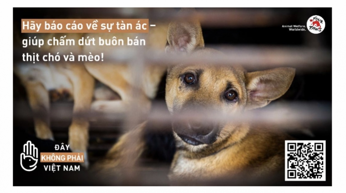 Quét mã QR để truy cập trang báo cáo của FOUR PAWS