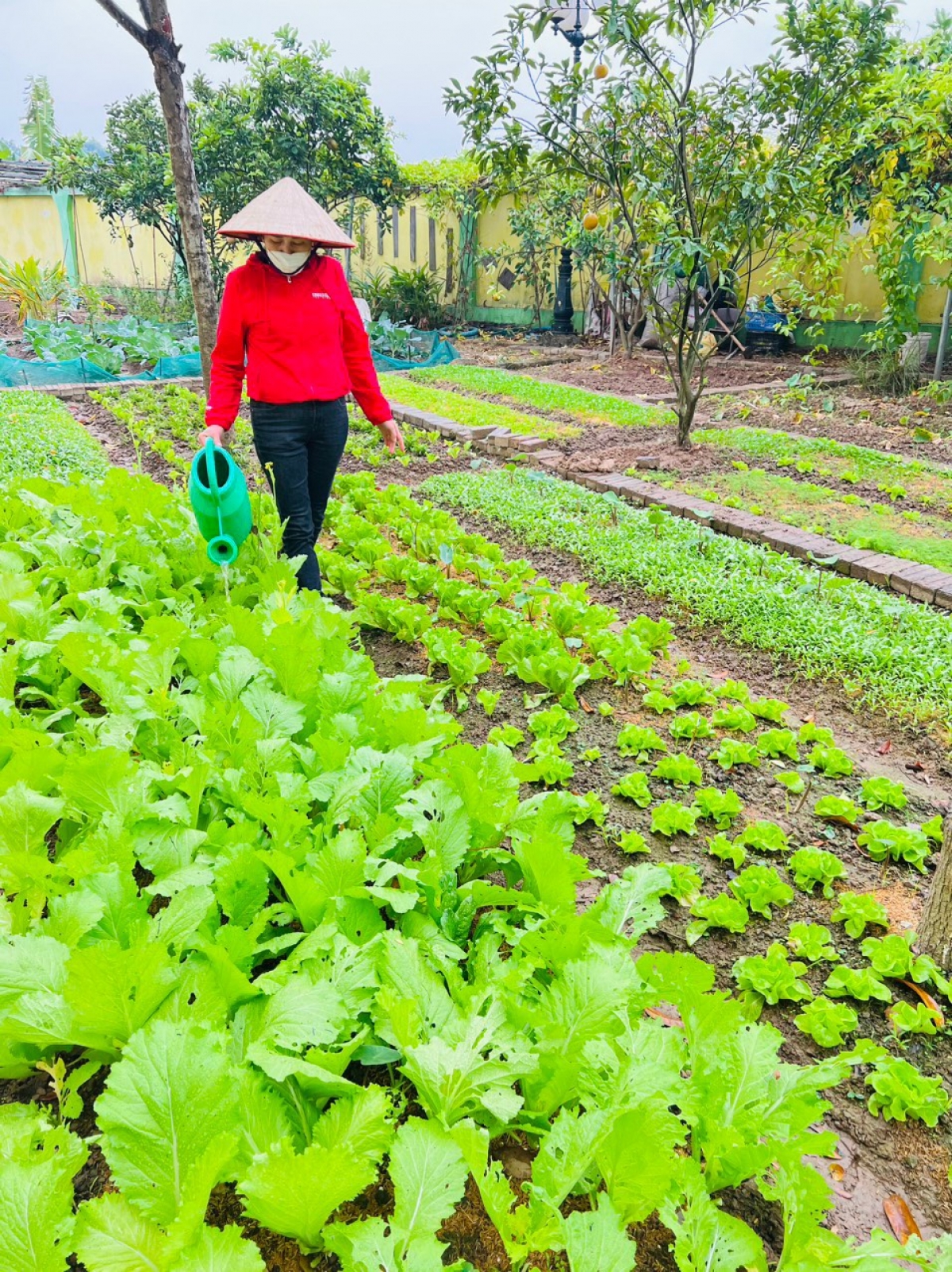 Cô giáo trường Mầm non Hoa Sữa (Đông Anh) chăm sóc vườn rau trong khuôn viên trường