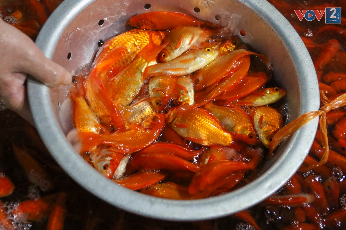 “Để chọn mua cá chép cúng Táo Quân, người mua nên quan sát cá bơi khỏe, lặn sâu; chọn những con cá mắt sáng, đuôi dài, không bị tróc vảy”, - chị Ngần cho biết thêm.