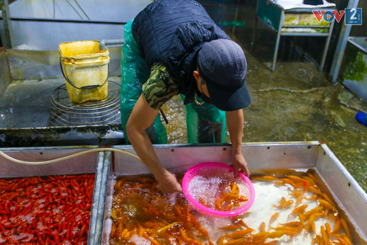 Tại chợ cá Yên Sở, 2 loại cá chép đỏ và cá chép vàng được bán chủ yếu phục vụ cho lễ cúng ông Công - ông Táo.