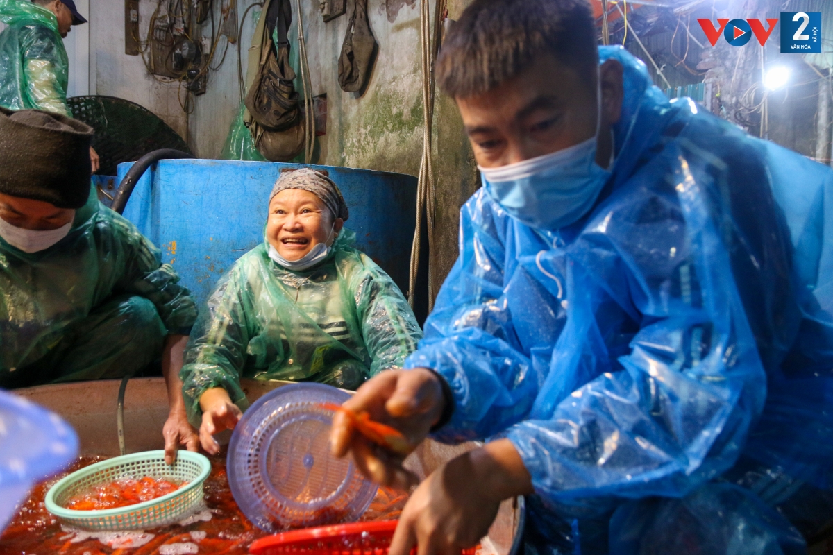 Những chú cá khỏe mạnh được các tiểu thương lựa chọn theo kích cỡ, nhu cầu để cung ứng ra thị trường, phục vụ người dân trong ngày tiễn ông Táo về trời.