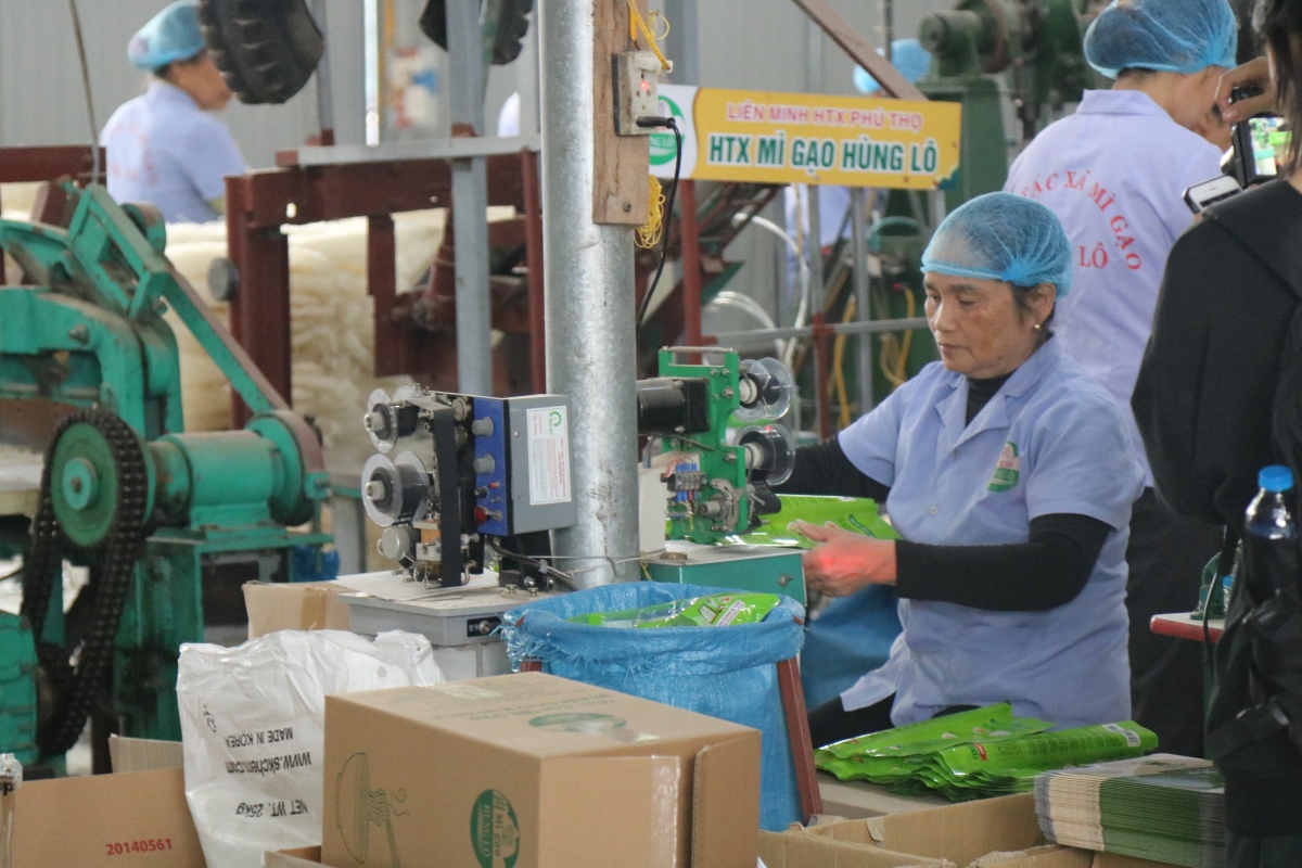 Một công đoạn trong quá trình sản xuất mì gạo (Ảnh: Gia Linh)