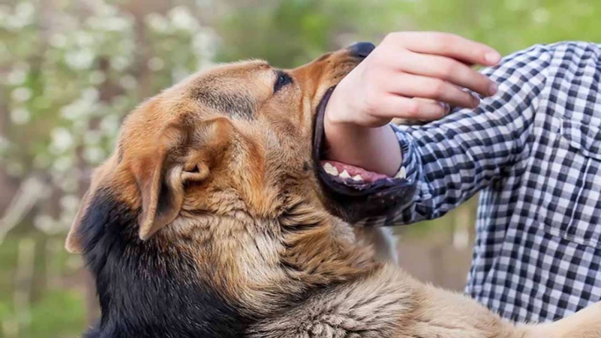 Bất cứ lúc nào, vật nuôi cũng có thể gây nguy hiểm cho con người