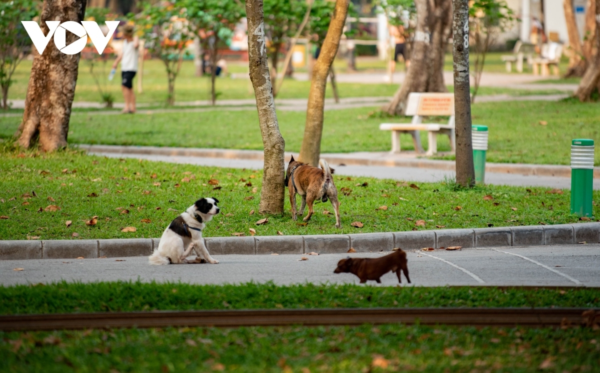 Công viên, khu vui chơi - nơi nhiều người đưa chó, vật nuôi đi dạo