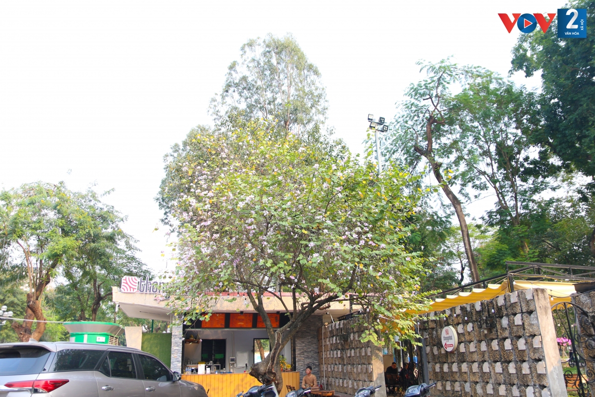 Hoa ban cũng được trồng tại một số tuyến phố như Liễu Giai, Giảng Võ, Thanh Niên và trong các công viên Thủ đô. (ảnh: hoa ban nở rộ tại góc công viên Thống Nhất).