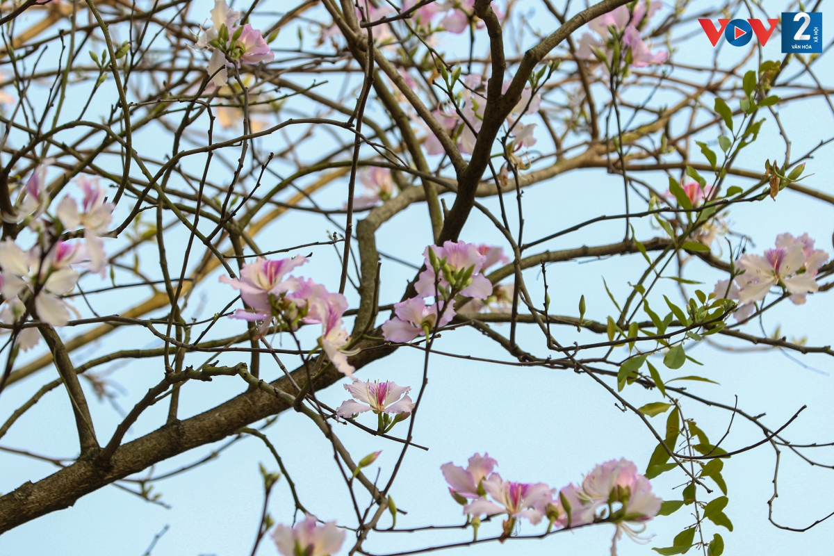 Ở Tây Bắc, hoa ban được chế biến thành nhiều món ăn như nộm hoa ban, canh hoa ban, măng đắng xào hoa ban…