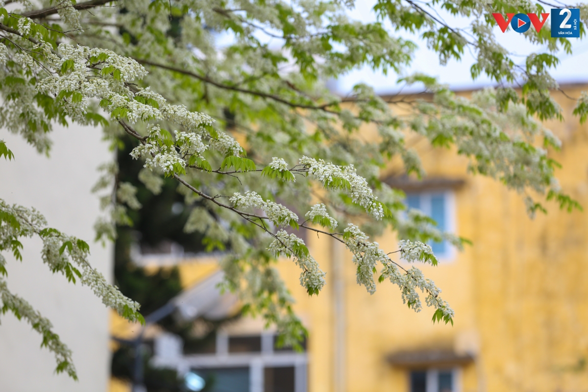 Hoa sưa có màu trắng tinh khiết, mùa hoa ngắn, nở nhanh nhưng chóng tàn. Có khi chỉ sau một đêm, hoa đã nở trắng trời.