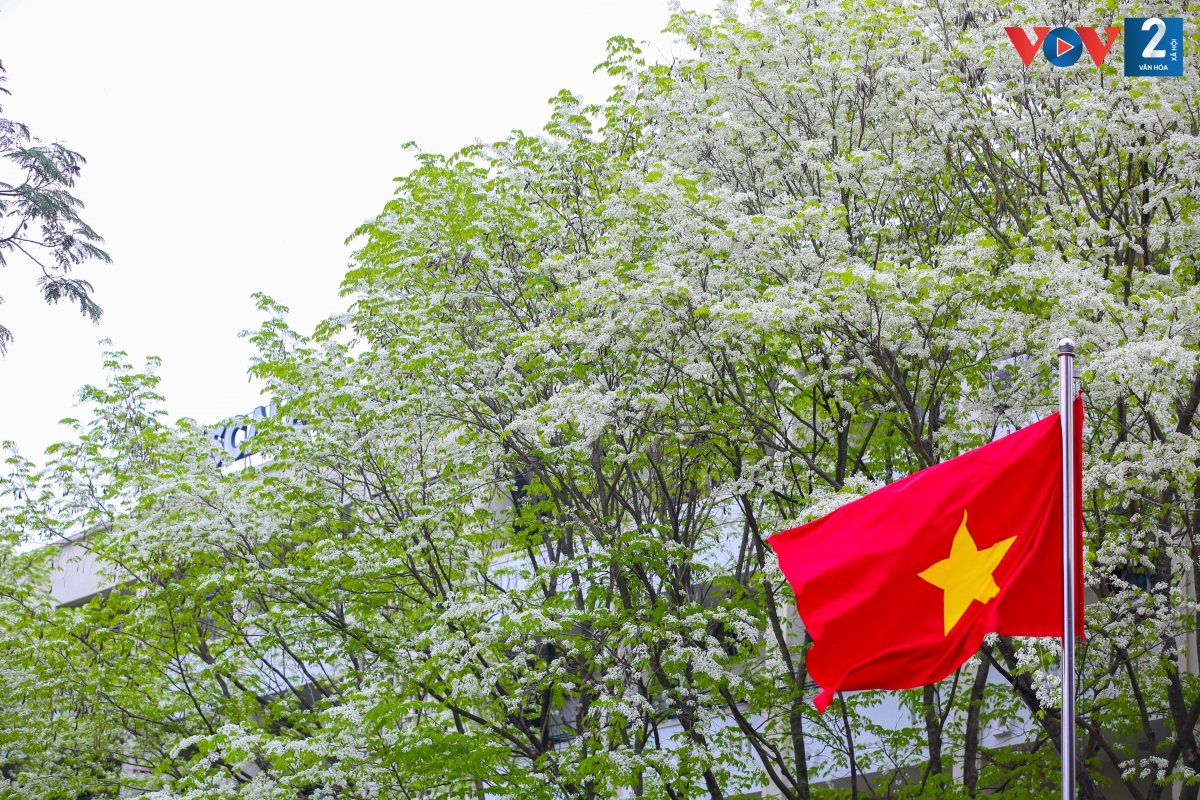 Những cây hoa sưa trở thành điểm nhấn đặc biệt cho khu Ngoại giao đoàn Trung Tự những ngày xuân.
