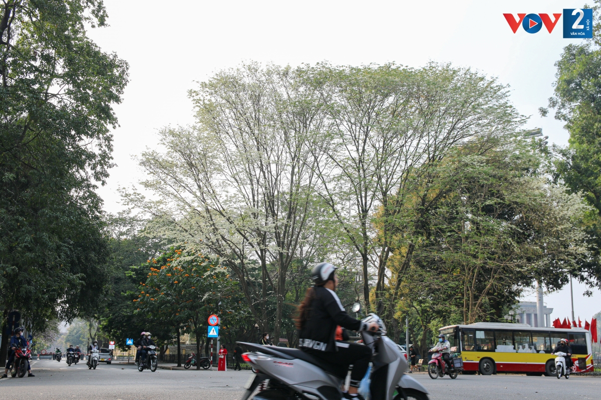 Một cây hoa sưa to đẹp trên đường Chu Văn An.