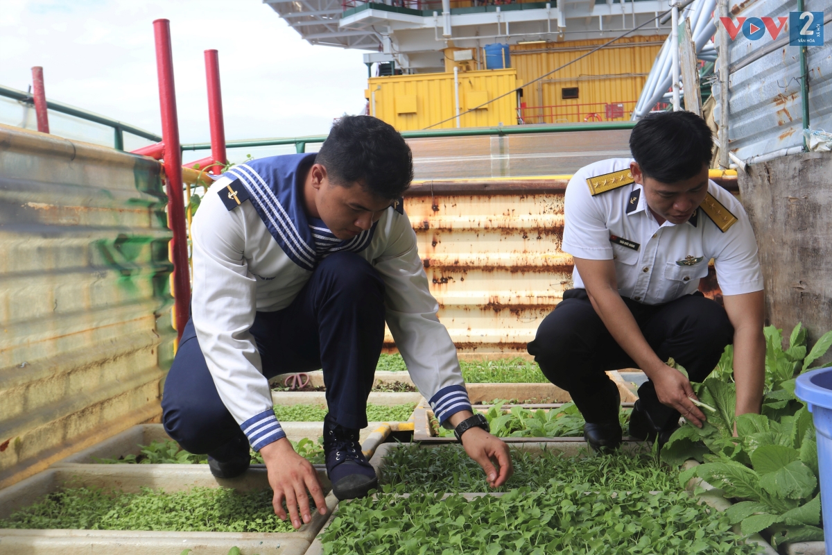 Theo Đại úy Trần Quốc Hoàng - Chỉ huy trưởng nhà giàn DK1/9 : "Trồng rau trên nhà giàn không phải dễ. Nếu thiếu sự chăm sóc, rau mầm chỉ ngoi lên khỏi mặt đất là chết lụi hoặc thối gốc vì hơi nước biển mặn và gió tạt".
 
