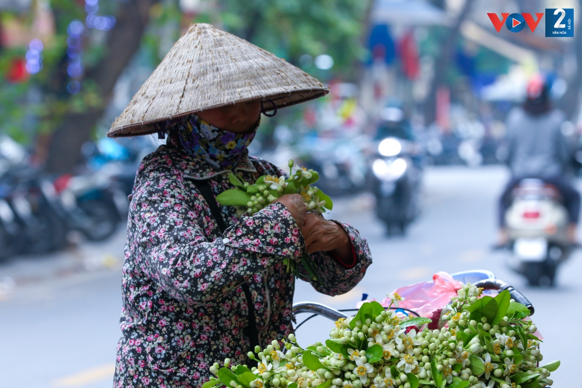 Từ vườn, hoa bưởi được đưa về phố, toả ngát hương khắp phố phường. Những tuyến phố Đồng Xuân, Hàng Giấy, Xã Đàn, Nguyễn Trãi, Tôn Thất Tùng… đang phủ một sắc trắng ngần và hương thơm của hoa bưởi đầu mùa.