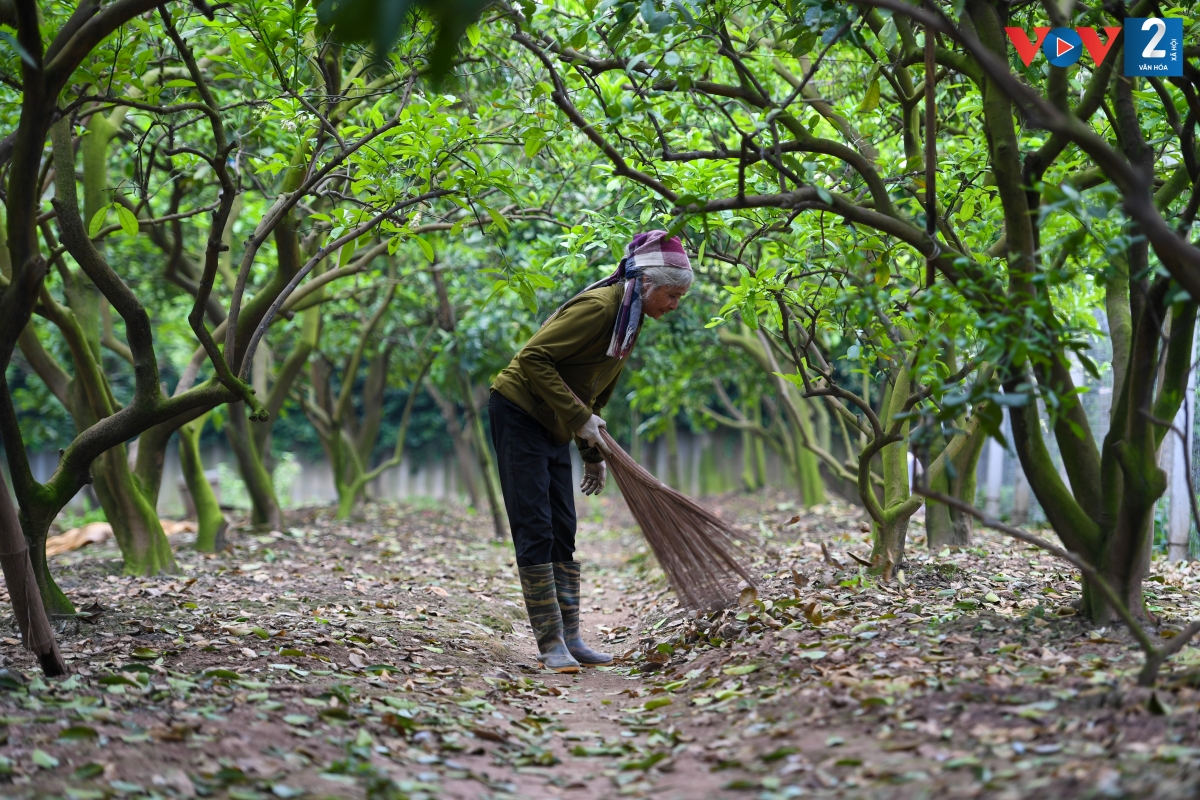 Bà Nhung, chủ một vườn bưởi làng Phú Diễn (Nam Từ Liêm, Hà Nội) cho biết: "Những cây lấy hoa thường là những cây non có tuổi đời khoảng 5 đến 7 năm, chất lượng quả chưa tốt. Năm nay mưa xuân không nhiều, thời tiết thất thường nên hoa bưởi nở muộn hơn những năm trước".