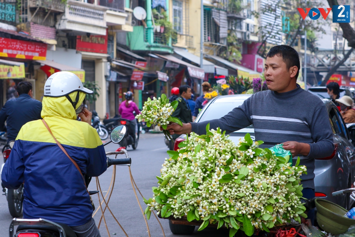 Anh Khôi, một người bán hoa bưởi tại phố Hàng Giấy: “Hoa bưởi theo bó có giá 50.000 - 80.000 đồng, tương đương 1,5 - 2 lạng, được chị em ưa chuộng hơn cả. Hoa theo bó có thể đặt bàn thờ hoặc cắm bình trang trí nhà cửa giống như các loại hoa khác”.