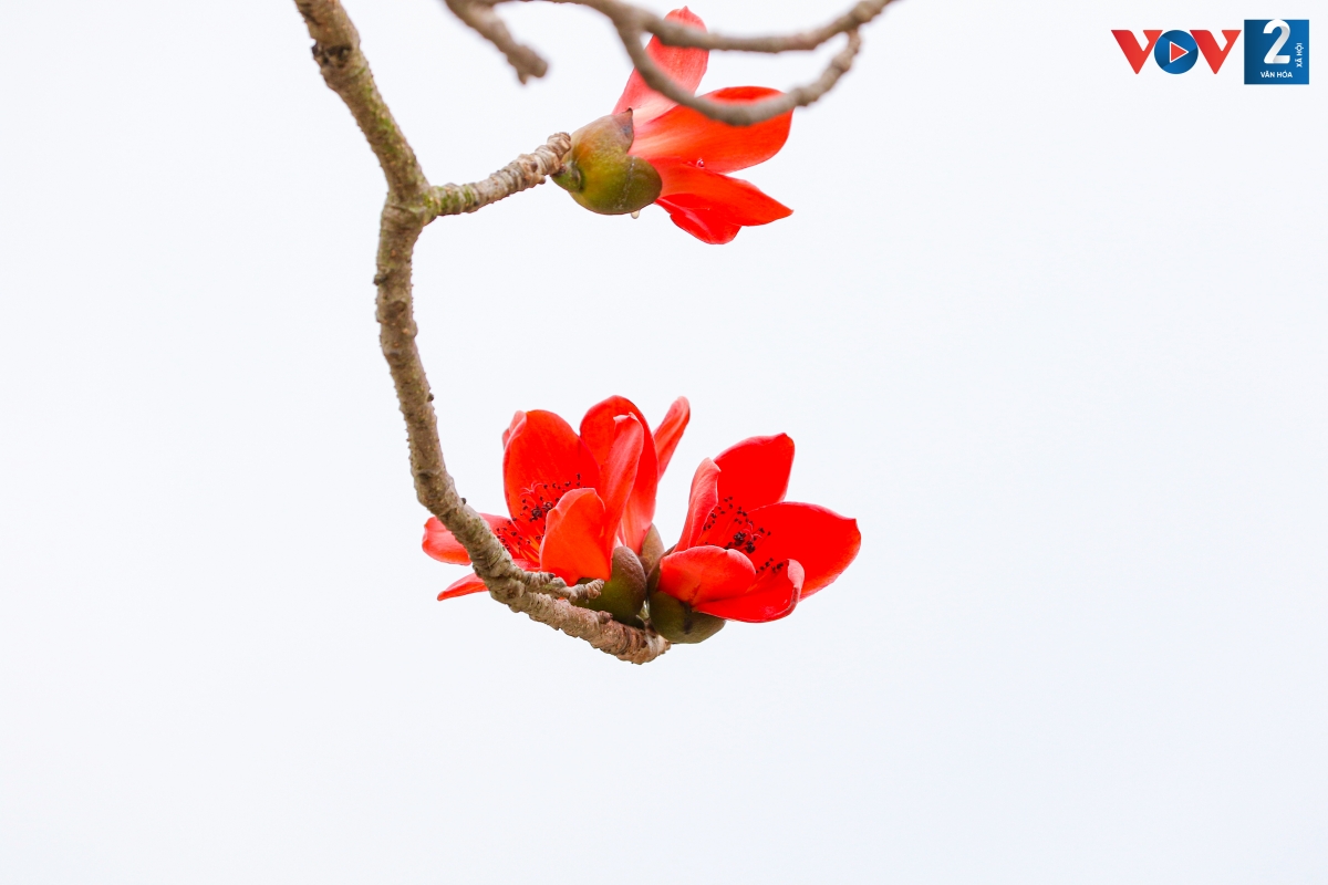 Hoa gạo không kiêu sa, lộng lẫy, gắn bó với bao thế hệ người Việt. Màu hoa đỏ đi vào thi ca, trở nên gần gũi, thân thiết mỗi độ tháng Ba về.