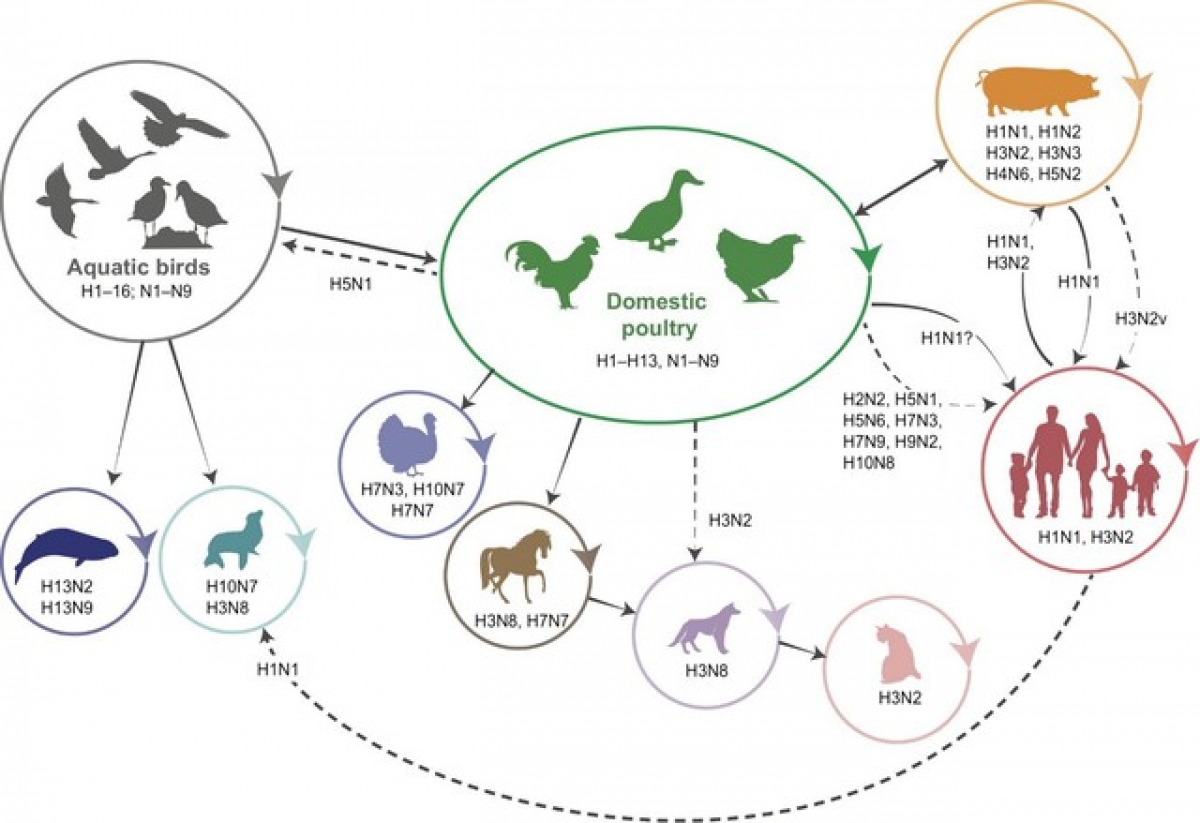 Cúm gia cầm do virus cúm A/H5N1 hiện chưa lây từ người sang người