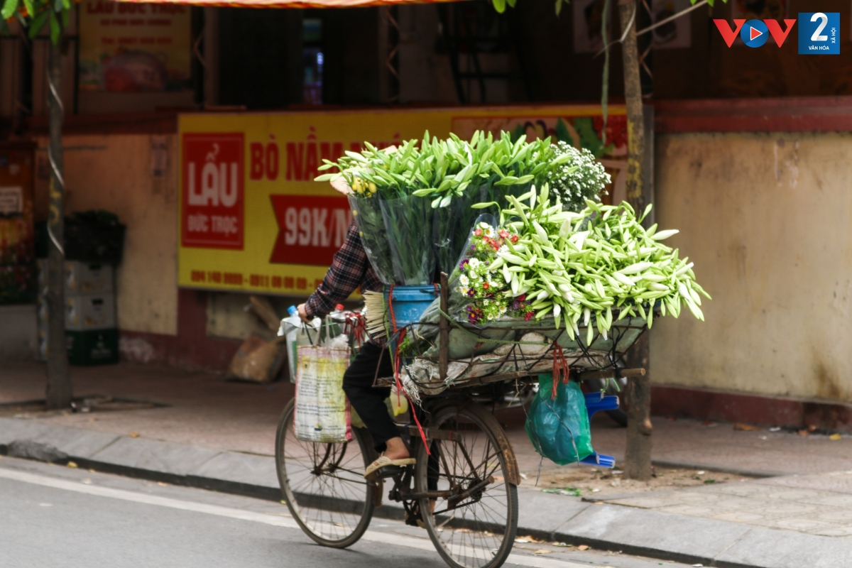 Không chỉ tạo nên nét chấm phá riêng cho đường phố Hà Nội nhộn nhịp, đông đúc, cái tên “hoa loa kèn” cũng có ý nghĩa rất hay, đại diện cho niềm hạnh phúc, sự đoàn viên và những điều tốt lành.
