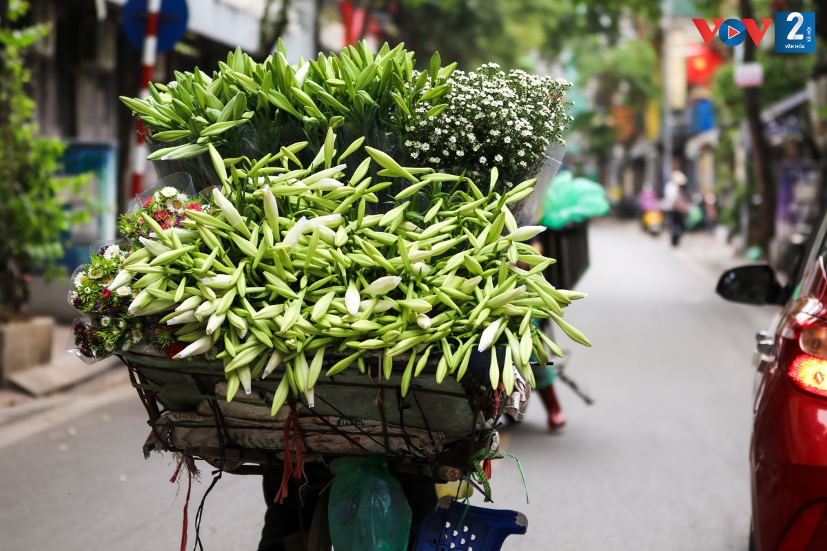 Hà Nội bao nhiêu tháng, bấy nhiêu mùa hoa. Cứ mỗi dịp tháng Tư về, sắc trắng hoa loa kèn tinh khôi, thơ mộng và duyên dáng lại trở thành nét đẹp không thể thiếu của Hà Thành nghìn năm văn hiến.