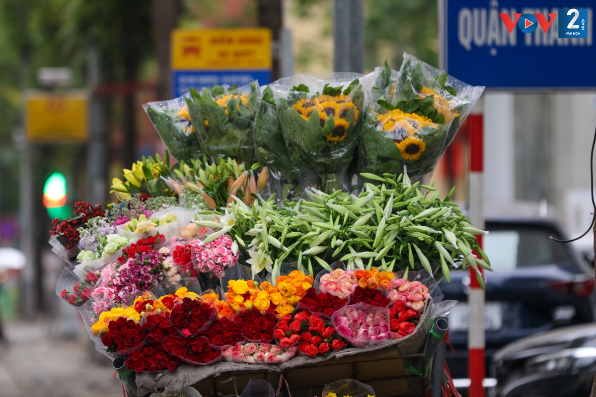 Nếu hoa hồng, hoa cúc... khoe sắc quanh năm thì loa kèn chỉ có một vụ, kéo dài khoảng 1 tháng.