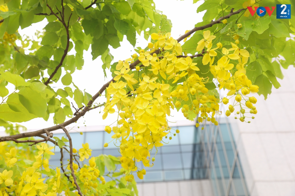 Muồng hoàng yến du nhập vào Việt Nam khá sớm. Loài cây này còn có tên gọi khác như bò cạp nước, mai dây, cây xuân muộn hay muồng hoàng hậu.