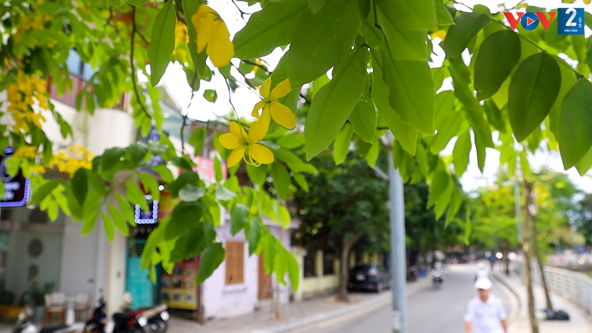 Muồng hoàng yến được trồng nhiều tại các tuyến phố của Hà Nội như đường  Dương Quảng Hàm, Thanh Niên, Nguyễn Đình Thi, Trích Sài, Ngoại Giao Đoàn.