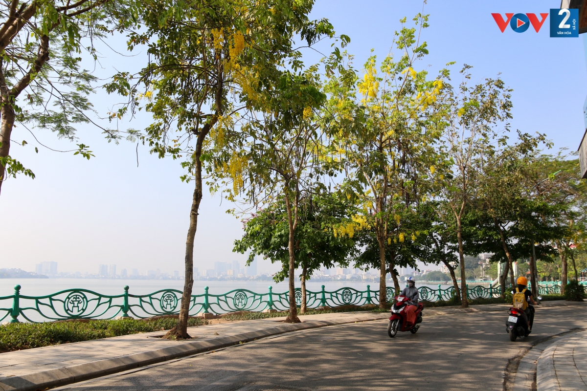 Tháng 5 Hà Nội rực rỡ sắc màu của muôn vàn loài hoa. Một chút thơ mộng, lãng mạn của bằng lăng tím, sắc đỏ rực của hoa phượng và điểm xuyết giữa nền trời xanh là màu vàng óng ánh của muồng hoàng yến.