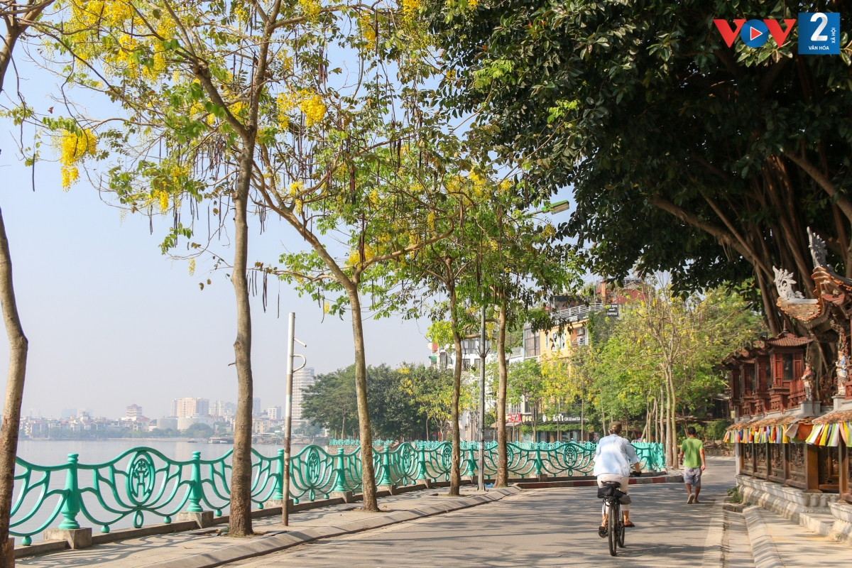 Là loài cây thân gỗ, muồng hoàng yến phát triển nhanh, có khả năng chịu hạn tốt và ưa ánh sáng. Kích thước đường kính thân lên đến 40cm, chiều cao khi cây trưởng thành đạt từ 10 đến 20m.