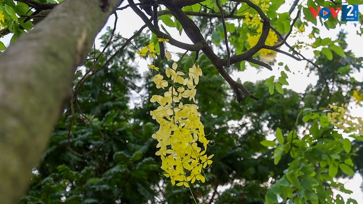 Không chỉ làm đẹp cảnh quan đô thị Hà Nội, muồng hoàng yến còn cho gỗ tốt, có giác lõi phân biệt, cứng và nặng, được sử dụng để làm các nông cụ, dùng trong xây dựng. Vỏ nhiều tannin; gỗ làm than rất tốt. Muồng hoàng yến cũng được sử dụng làm cây chắn gió, cải tạo đất…
