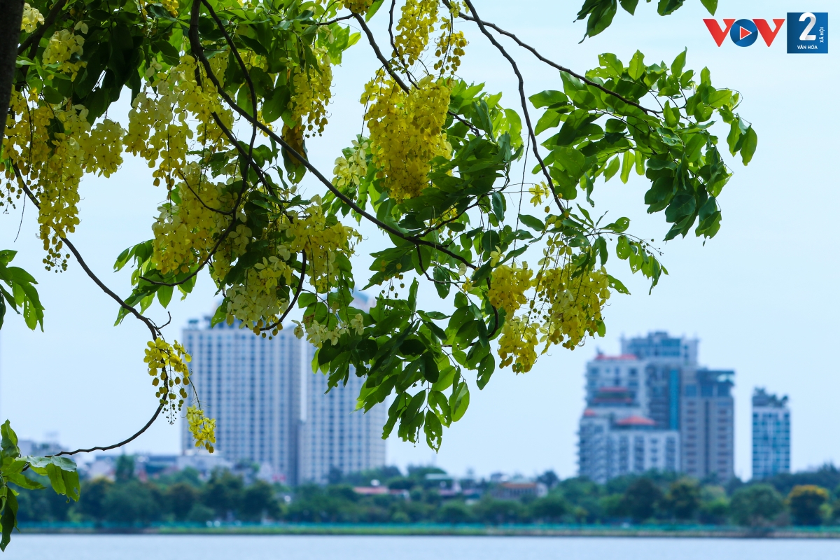 Muồng hoàng yến là loại cây có độ phổ biến cao, dễ dàng trồng ở nhiều vùng miền trên cả nước. Vẻ đẹp rực rỡ cùng với khả năng trồng, chăm sóc dễ dàng chính là yếu tố tạo nên sự phổ biến đó.