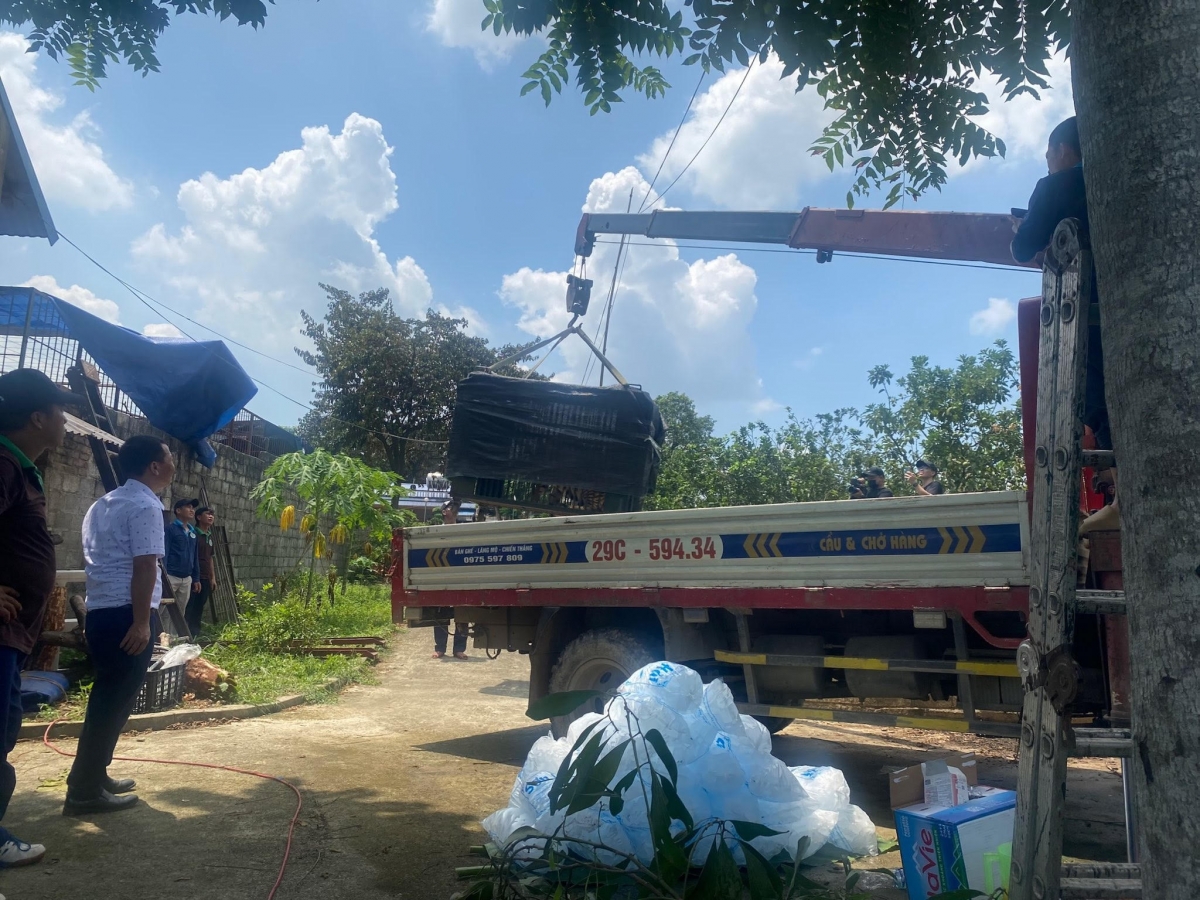 Tiếp nhận chuyển giao các cá thể hổ về trung tâm cứu hộ (Ảnh Trung tâm Cứu hộ Động vật hoang dã Hà Nội)