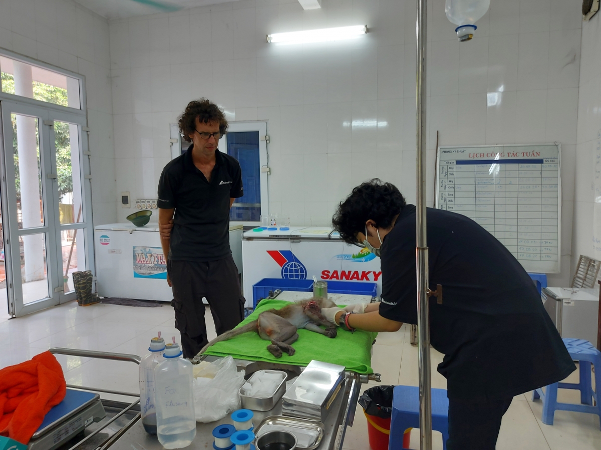 Anh Harry đang cùng đồng nghiệp chăm sóc y tế cho 1 con khỉ đuôi dài