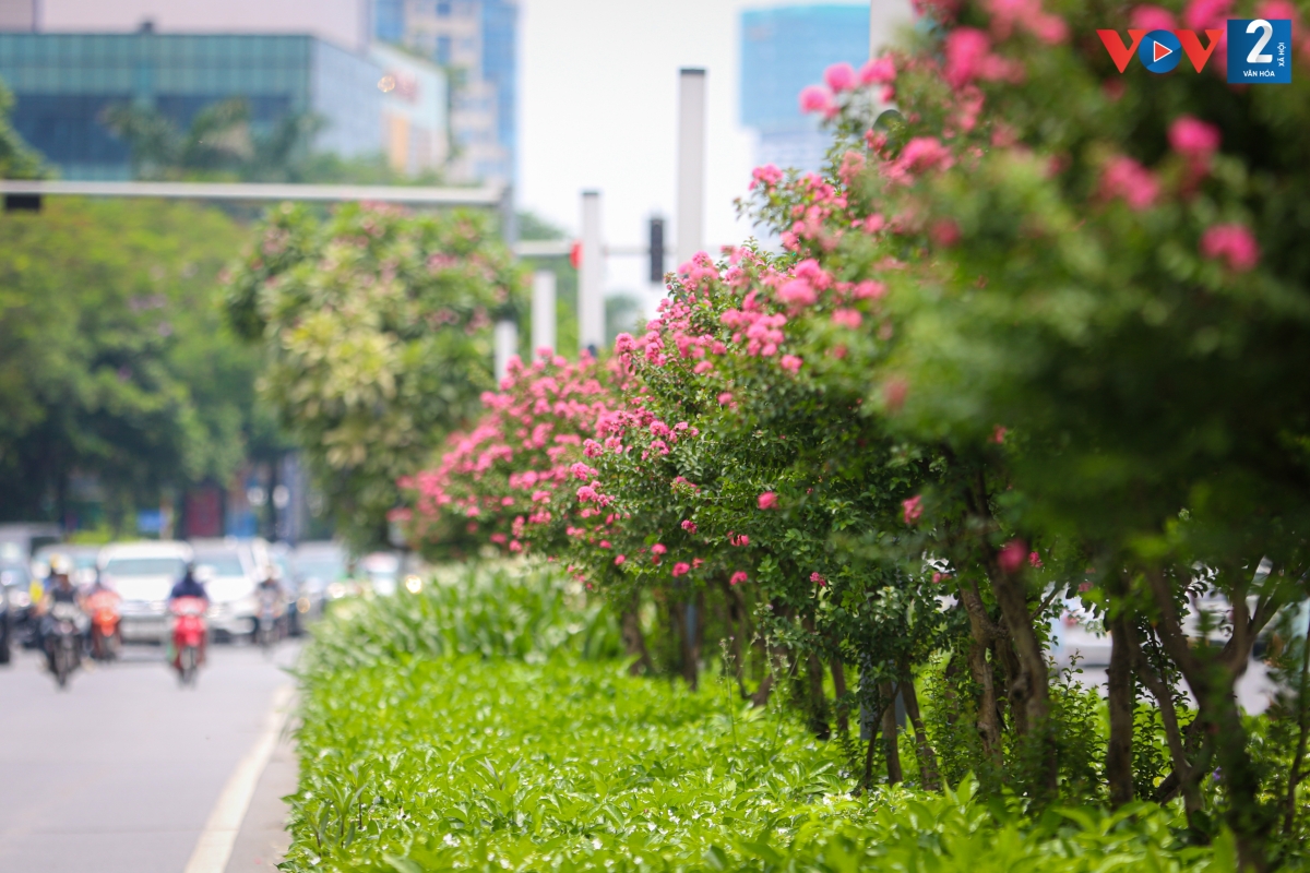 Thời điểm hàng cây phong chưa được di dời, hoa tường vi chưa thật sự nổi bật do bị khuất bởi hàng lá phong.