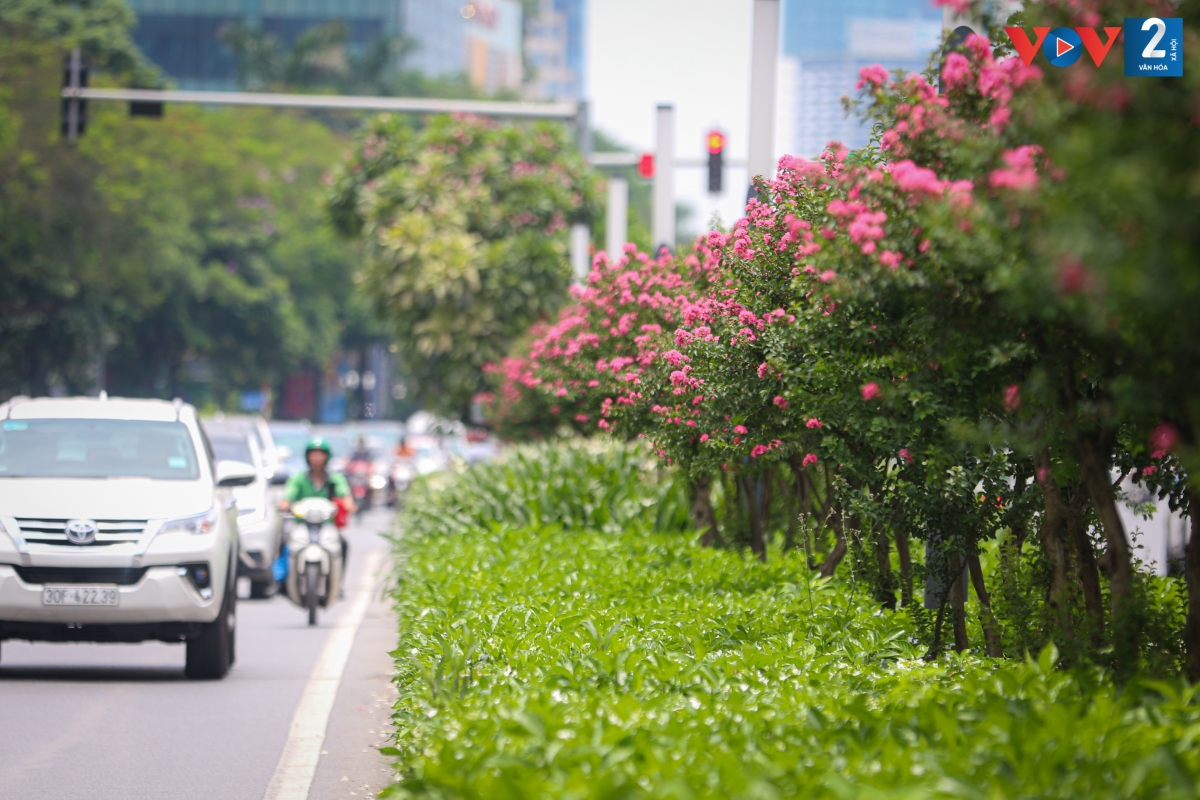 Các cây trồng đều đang phát triển tốt trên tuyến đường này. Những ngày đầu tháng 7, hoa tường vi cánh mỏng màu hồng nở rực rỡ, bắt mắt, thu hút người đi đường.