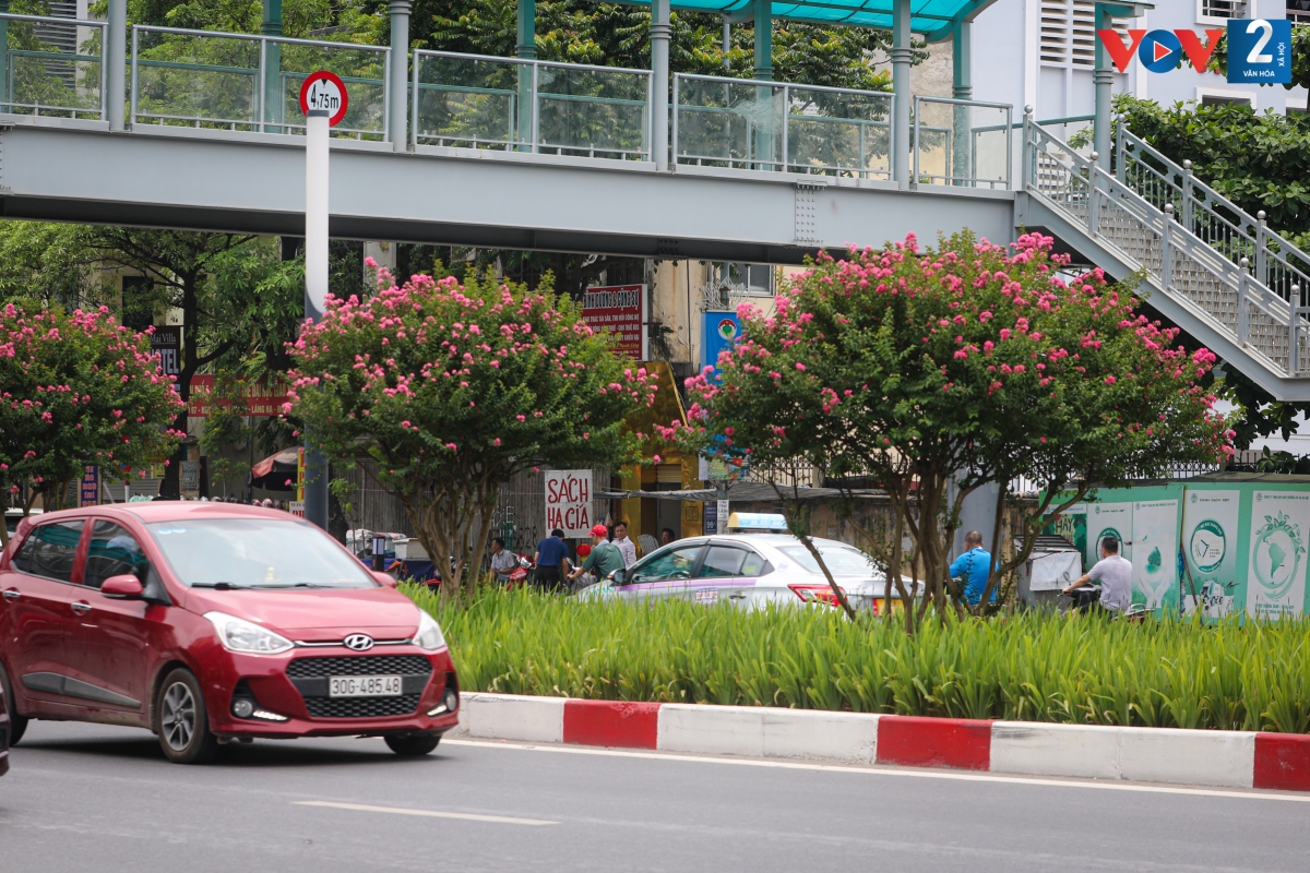 Tường vi được trồng nhiều ở Trung Quốc, Nhật Bản, Ấn Độ. Ở Việt Nam, hoa được trồng nhiều ở Hà Nội và Đà Lạt.