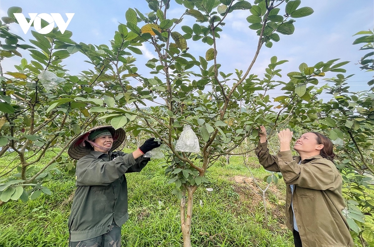 Mô hình trồng ổi đã đem lại nguồn lợi cho bà con