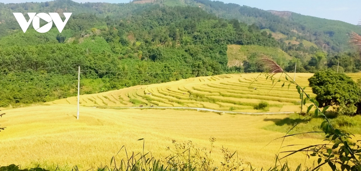 Mùa lúa chín vàng ở Bình Liêu