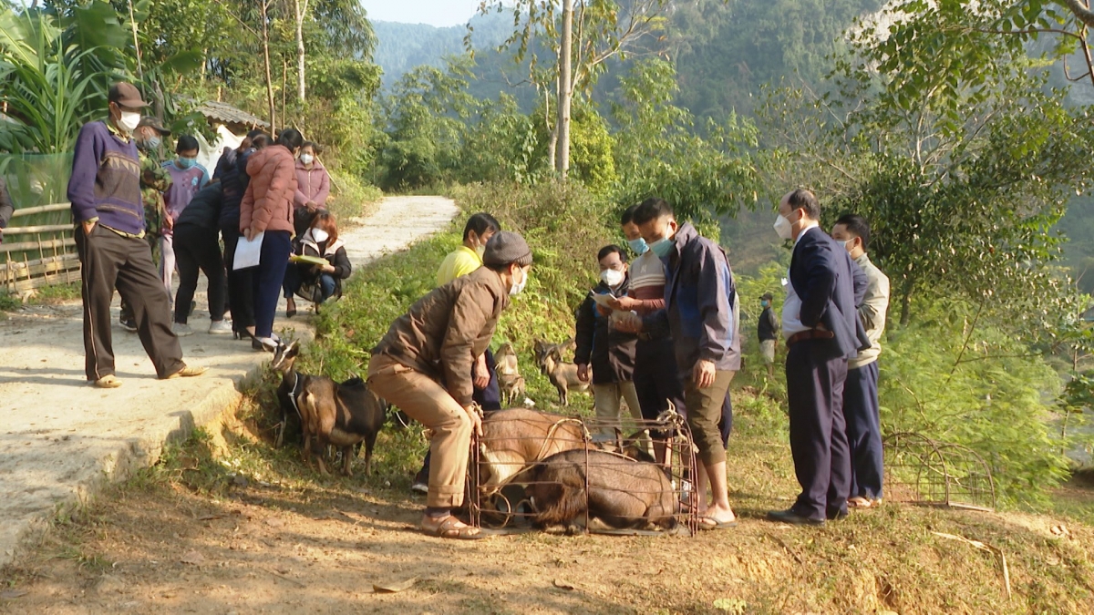 Trung tâm dịch vụ nông nghiệp huyện Lâm Bình - Tuyên Quang trao 70 con dê sinh sản giống địa phương cho 20 hộ gia đình nghèo, cận nghèo ở các xã Bình An, Thổ Bình (Ảnh KT)