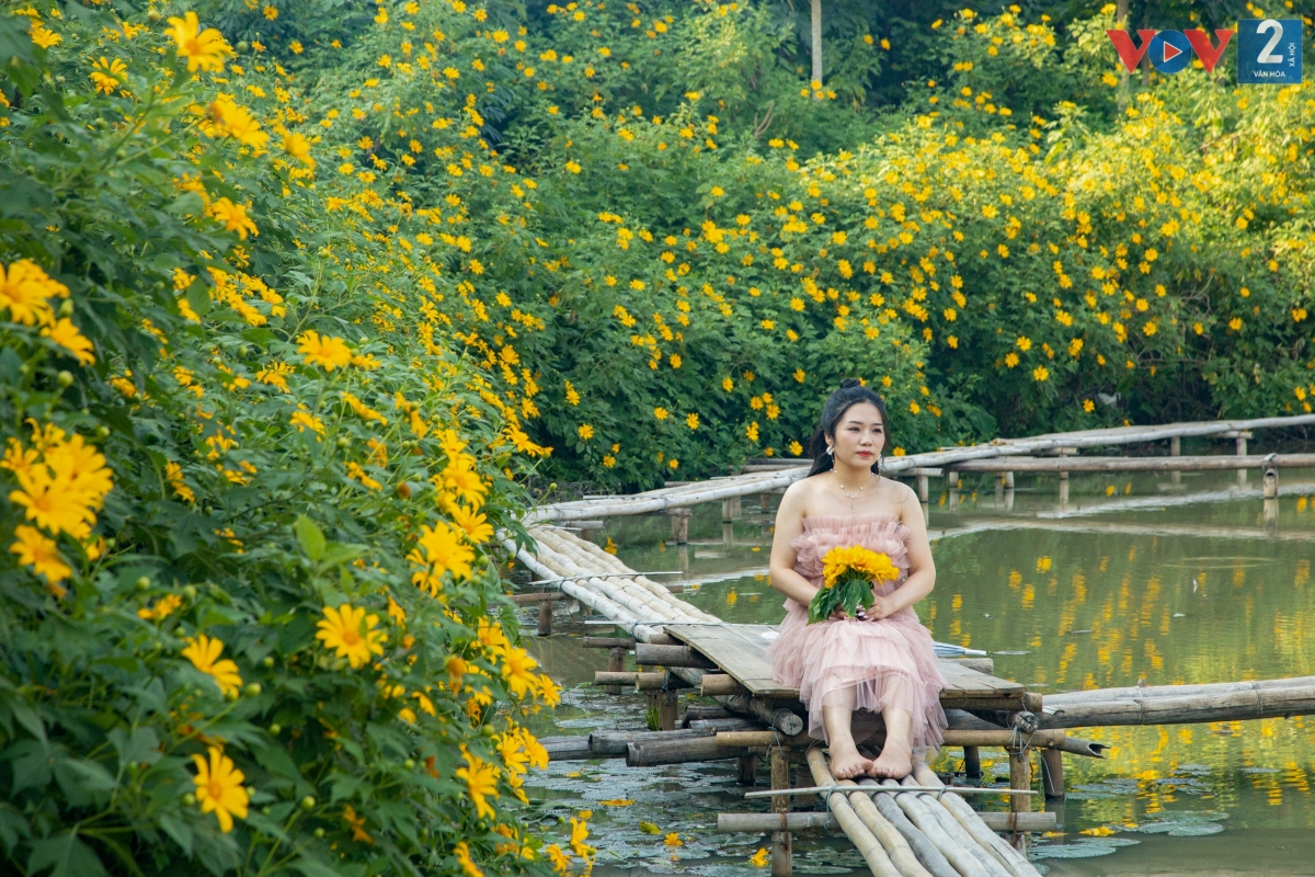 Dã quỳ thường được biết đến là một trong những loài hoa dại đẹp nổi tiếng của khắp núi rừng Tây Nguyên và nhiều tỉnh miền núi Tây Bắc. Hoa bắt đầu nở rộ từ đầu tháng 11 và rụng vào giữa tháng 12.